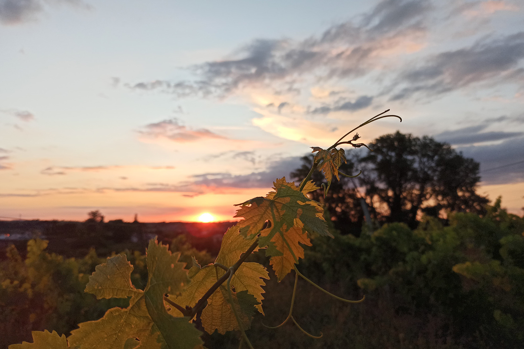 Le cycle de la vigne. L'évolution d'un plan de vigne.